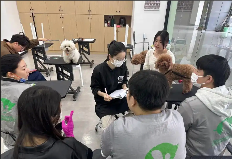 铜仁市宠物美容冠军导师宠物美容培训学校 - 排名